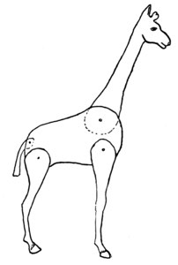jointed giraffe